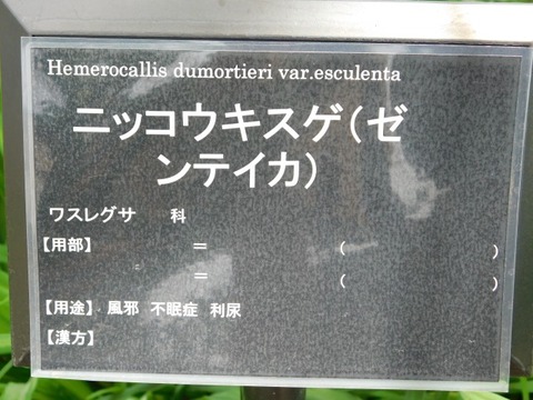 DSCN6594
