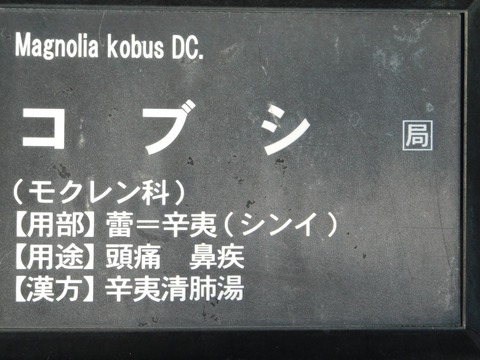 DSCN5429