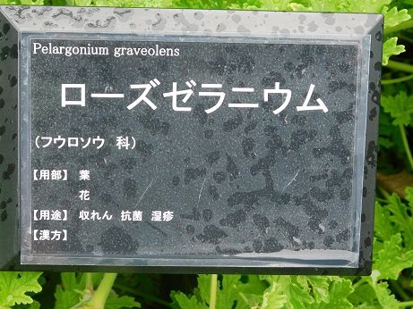 DSCN5676