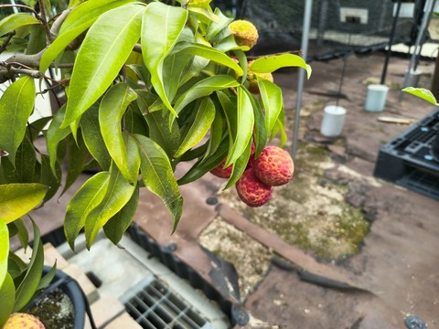 IMG_20260723_113129338_HDR
