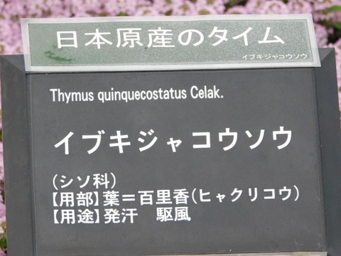 DSCN6530