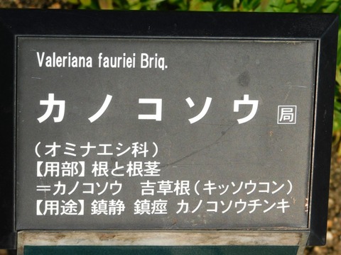 DSCN3950