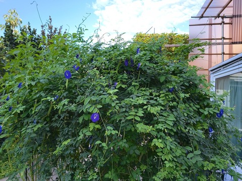 IMG_20260925_070755989