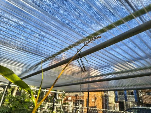 IMG_20260925_070939385_HDR