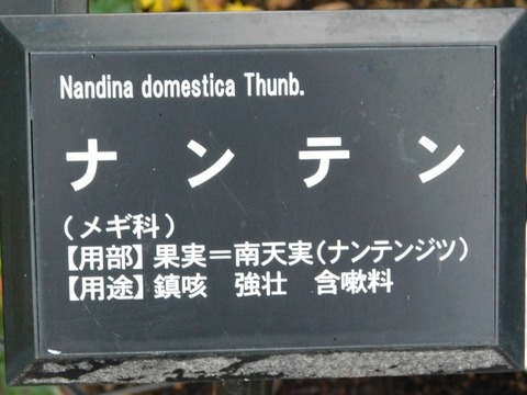 DSCN3231
