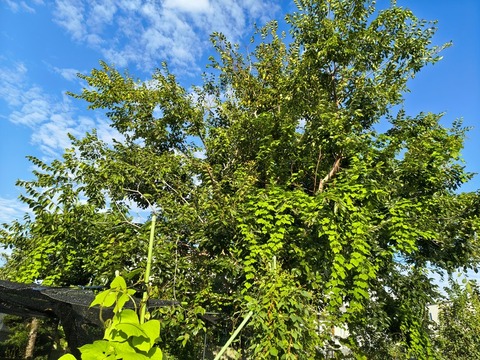 IMG_20260925_071611794_HDR