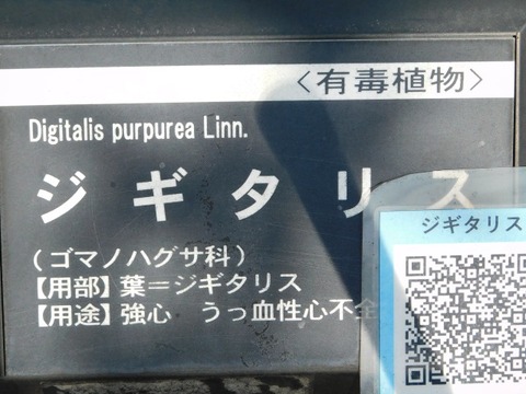DSCN6552