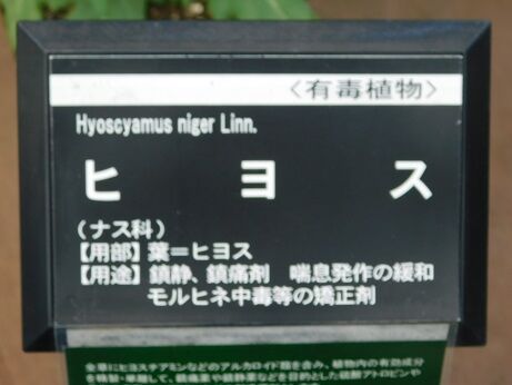 DSCN7591