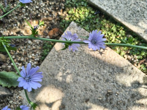 IMG_20260716_154041883_HDR