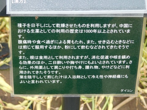 DSCN6880