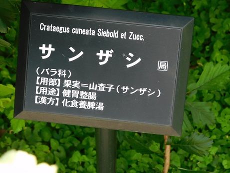 DSCN6045