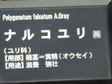 DSCN6424