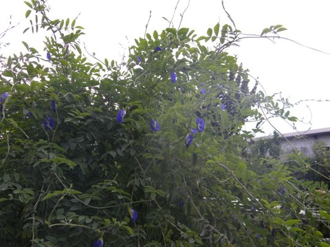 DSCN9979