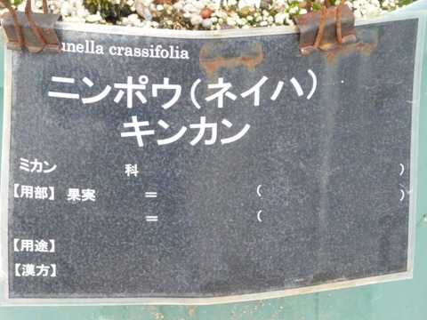 DSCN7116