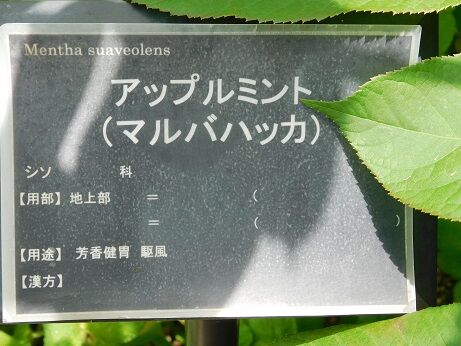 DSCN9871