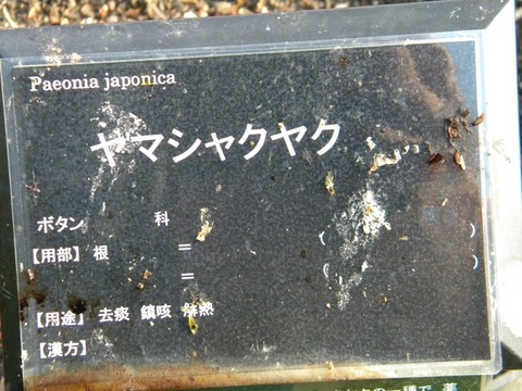 DSCN8528