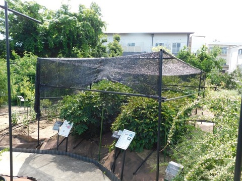 DSCN7199