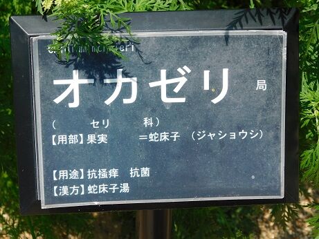 DSCN7717