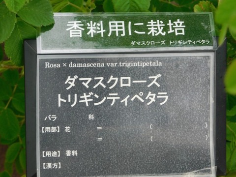 DSCN6466