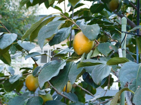 DSCN5499