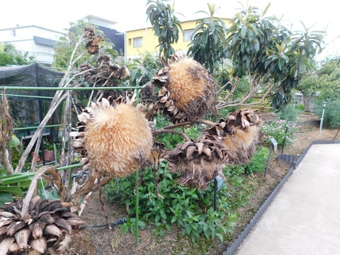 DSCN5067