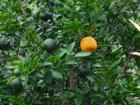 DSCN2684
