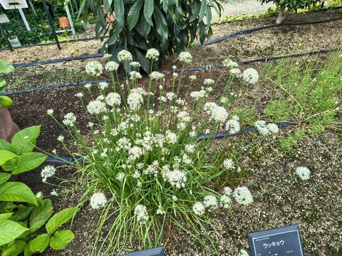 IMG_20260911_140401272_HDR