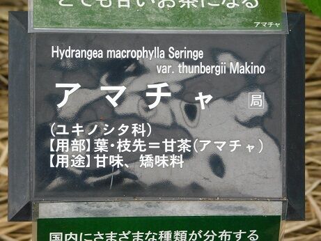 DSCN7919