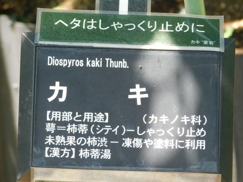 DSCN7274