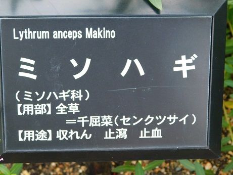 DSCN3273