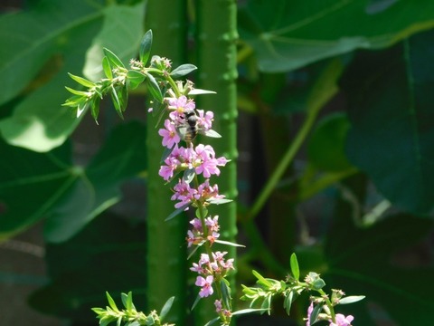 DSCN7242