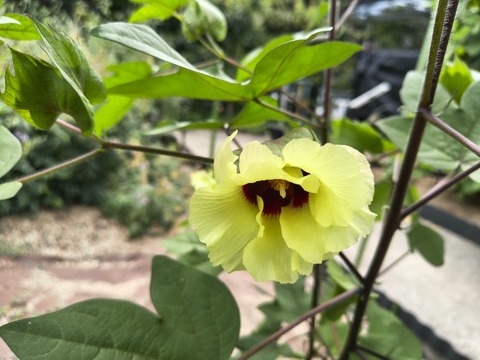 IMG_20260827_132900323_HDR