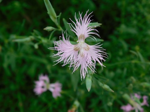 DSCN6887