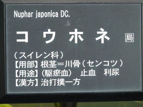 DSCN5790
