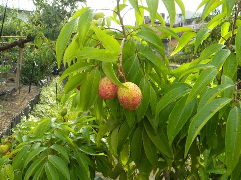 DSCN9649