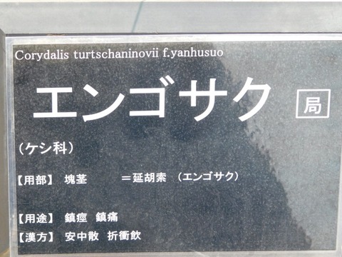 DSCN6303