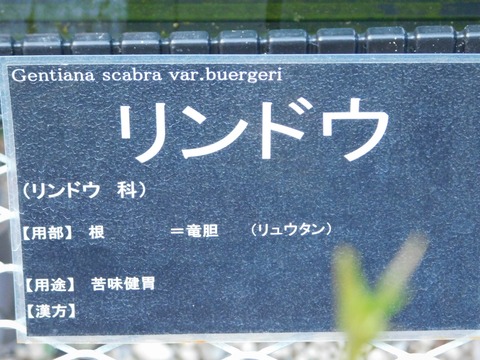 DSCN5513