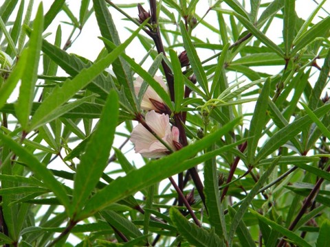 DSCN9918