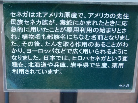 DSCN5373