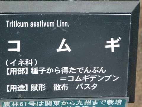 DSCN6401
