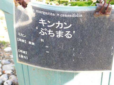 DSCN5887