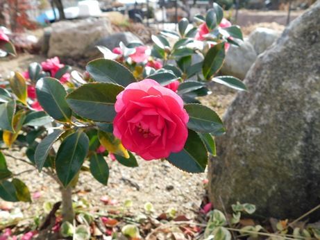 DSCN2087
