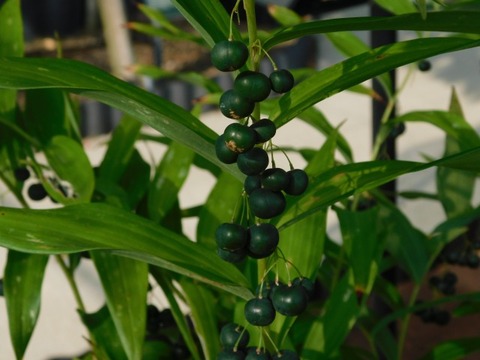 DSCN7381