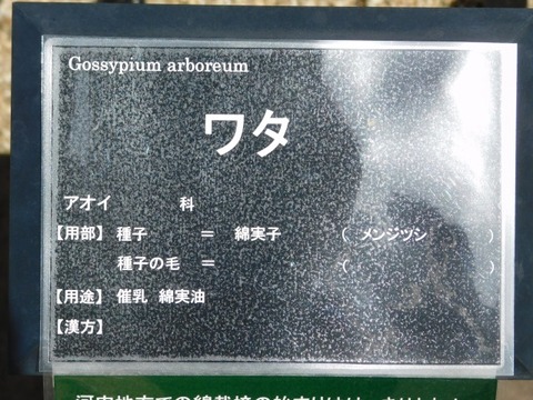 DSCN7186