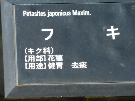 DSCN4493