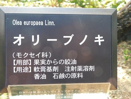 DSCN6600