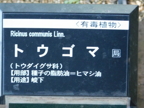 DSCN7413