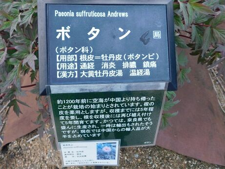 DSCN9022