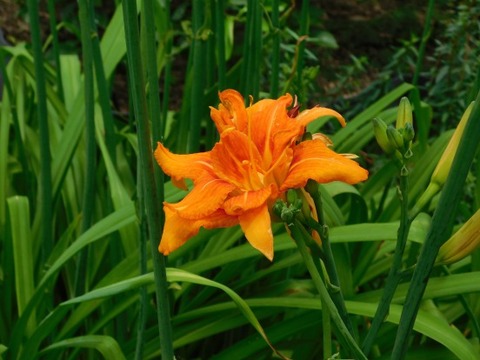 DSCN2115