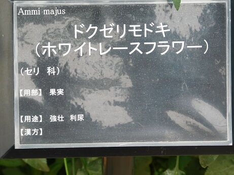 DSCN7903